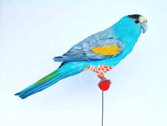 Collettsittich 0352-a Dekovogel