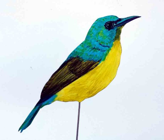 Wald-Nektarvogel 386-a Exotisch