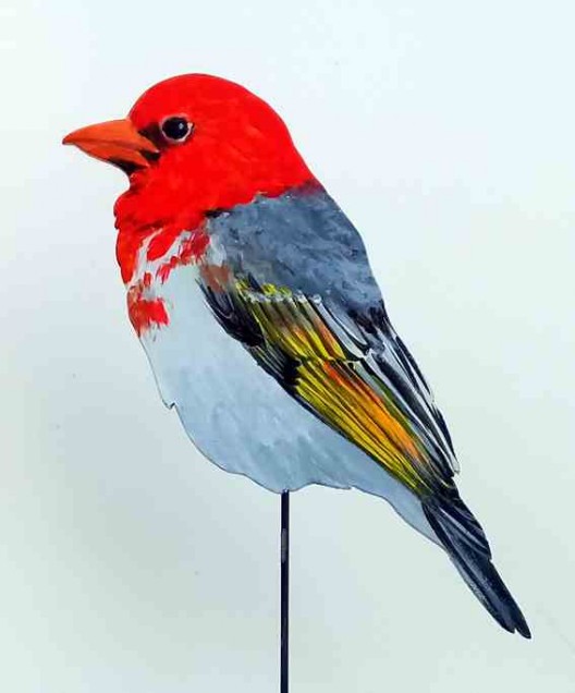 Scharlachweber 0878-a