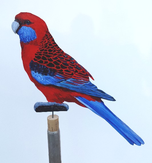 Pennantsittich 0159-a platycercus elegans