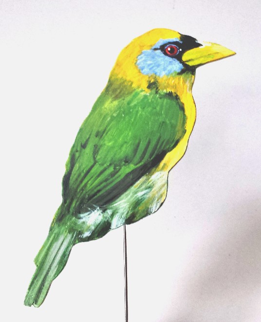 Bartvogel (f)