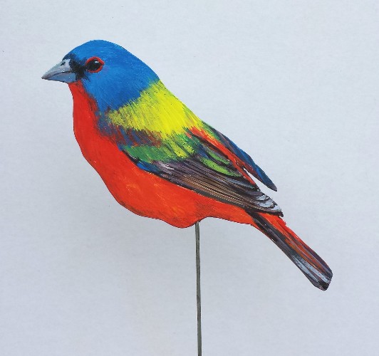 Vielfarbenfink 0370-a passerina versicolor