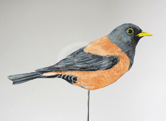 Kastaniendrossel 0856-a