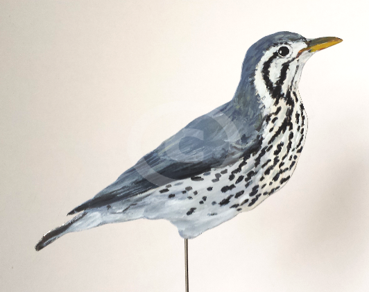 Scheckendrossel 0828-a turdus cardis