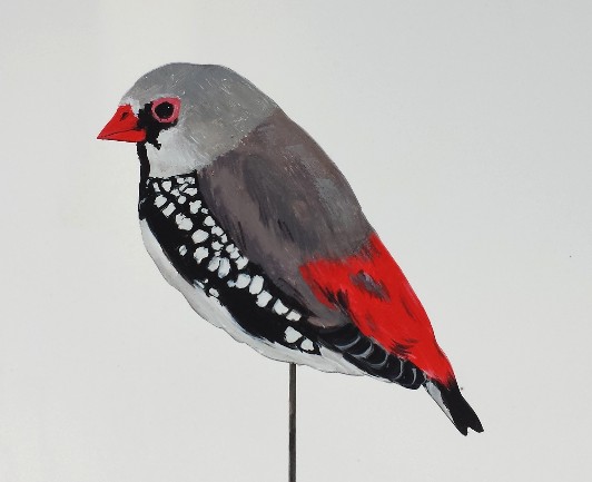 Diamantamadine 0400-a stagonopleura guttata