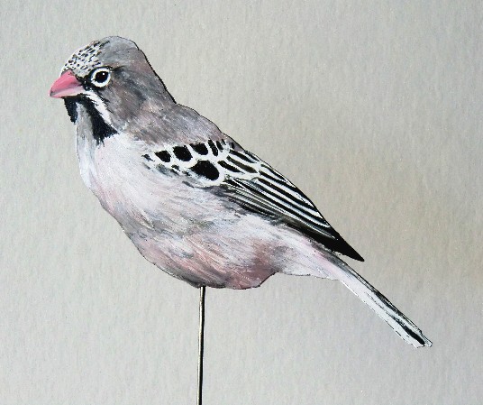 Schnurrbartweber 0881-a Sporopipes squamifrons