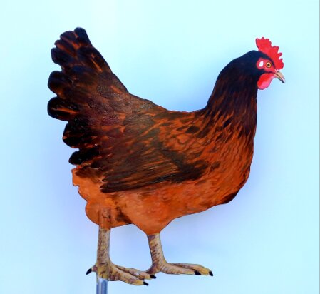 Deko-Huhn-16-25