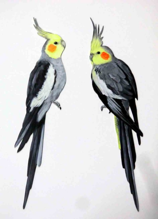Nymphensittich nymphicus hollandicus